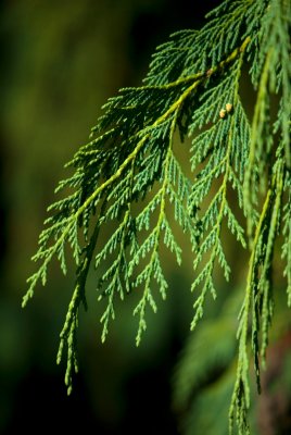 Chamaecyparis nootkatensis 'Pendula' - cypřišek nutkajský - jehlice